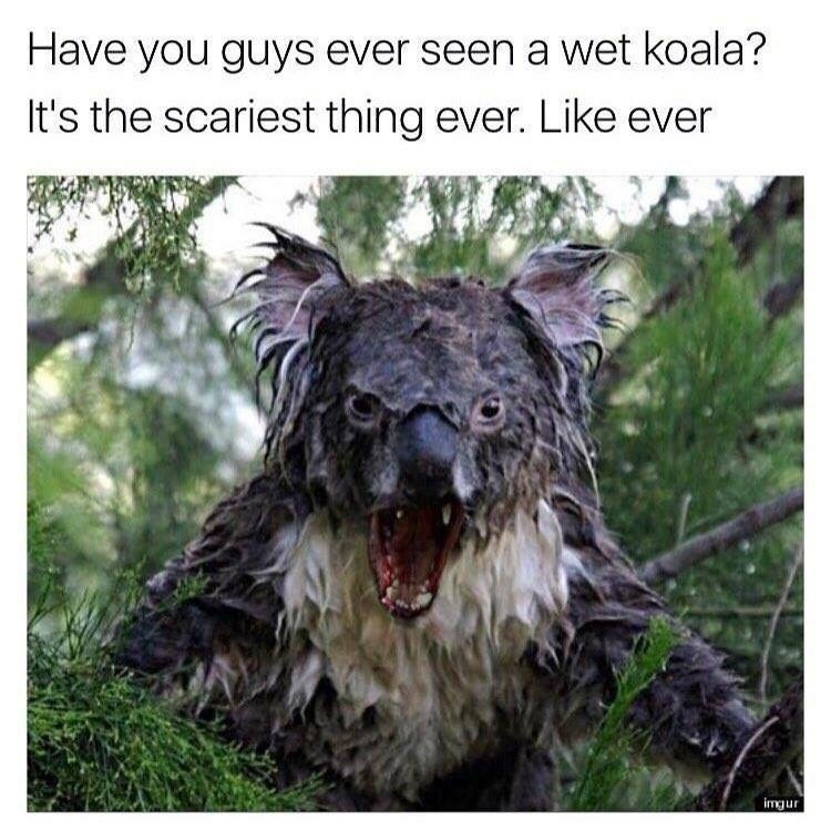 un koala mouillé ça fait peur, très peur